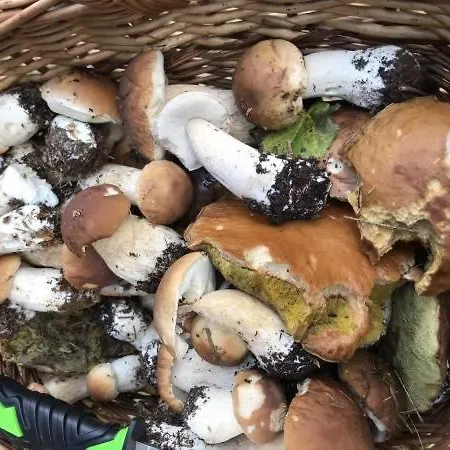 Agroturystyka Wilenska Ostoja Willa